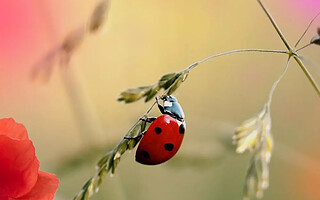 Coccinelles : pourquoi sont-elles les meilleures amies du jardinier ?