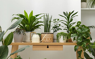 10 plantes purificatrices d’air à adopter