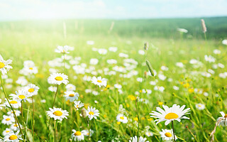 Comment protéger des allergies au printemps ?