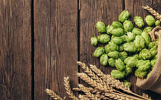 Houblon : quels bienfaits sur la santé ?