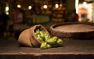 Culture du houblon : 10 choses à découvrir