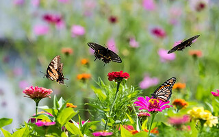 Protéger les insectes dans votre jardin