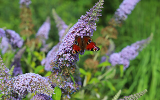 10 fleurs mellifères pour attirer les pollinisateurs 