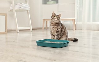 4 astuces pour se débarrasser des odeurs d’animaux