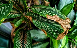 SOS plante morte : 5 conseils pour la sauver !