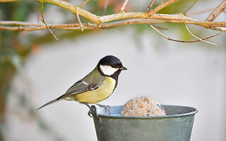 Nourrir les oiseaux en hiver : fabriquer des mangeoires écologiques à partir de matériaux recyclés