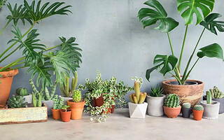 Plantes dépolluantes : les 6 incontournables pour un intérieur sain