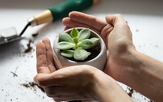 Prendre soin de ses plantes : 6 conseils bien utiles