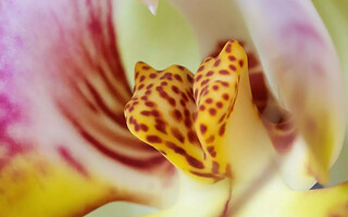 Les plus belles fleurs du monde