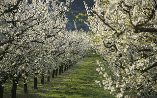 Ces arbres dont les fleurs apparaissent avant les feuilles