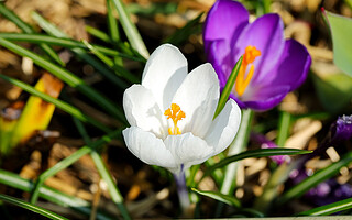 Mars : 6 actions accueillir le printemps dans votre jardin