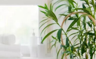 10 plantes parfaites pour la salle de bain