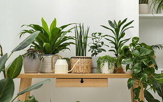 10 plantes purificatrices d’air à adopter