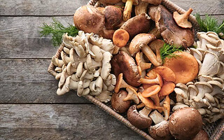 Quelques bons conseils pour la cueillette de champignons