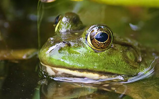 Partons à la découverte des espèces envahissantes ou intrusives