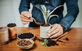 Marc de café : comment l'utiliser dans le jardin ?
