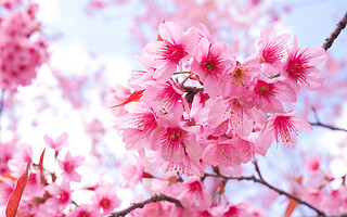 La floraison des cerisiers au Japon : un spectacle inoubliable