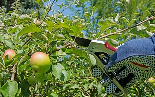 Les arbres fruitiers : comment en prendre soin ?
