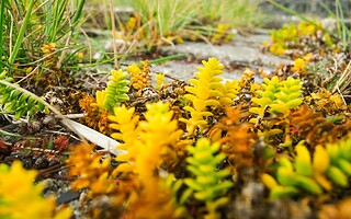 6 plantes couvre-sols persistantes