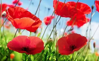 Tout savoir sur le célèbre coquelicot