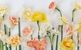 Côté jardin : narcisse ou jonquille ?