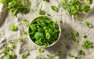 Le cresson, un légume-feuille « oublié » aux nombreux bienfaits santé