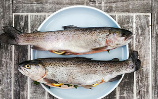 Comment et pourquoi manger du poisson ?