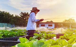 Que faire au jardin en juillet ?