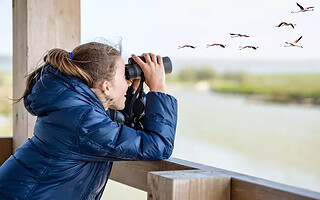 4 destinations pour observer les oiseaux